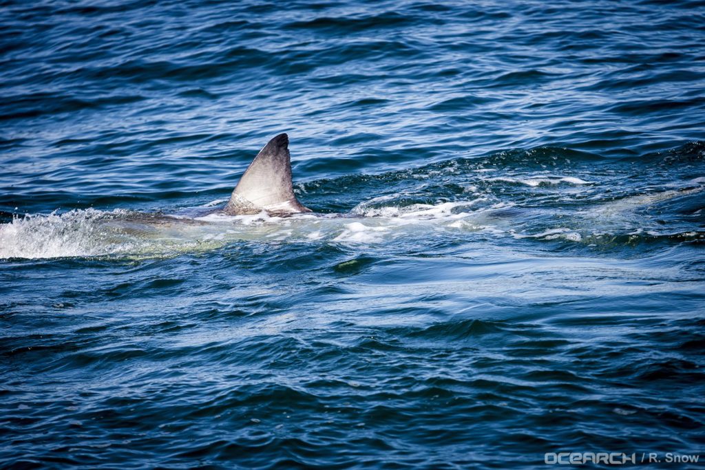 12.5 ft great white shark pinging off OBX Hidden Outer Banks