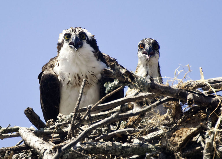 where to buy osprey in singapore