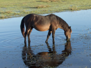 Corolla Wild Horse grazing behind the dunes on a summer day. Photo Kip Tabb