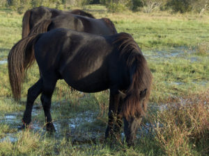 The Corolla Wild Horses are a healthy herd that are very good at foraging for food. They do not need human food.