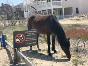 The Corolla Wild Horse Fund kicked off the “No Feed, No Approach” program to educate about the dangers of human interaction with the wild herd. Photo: Corolla Wild House Fund