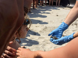 Checking out a baby loggerhead sea turtle. Connie Leinbach