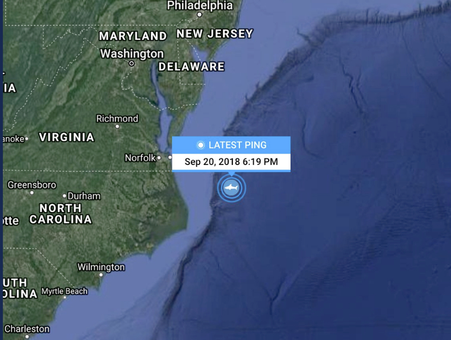 Katharine's September 20 ping. OCEARCH