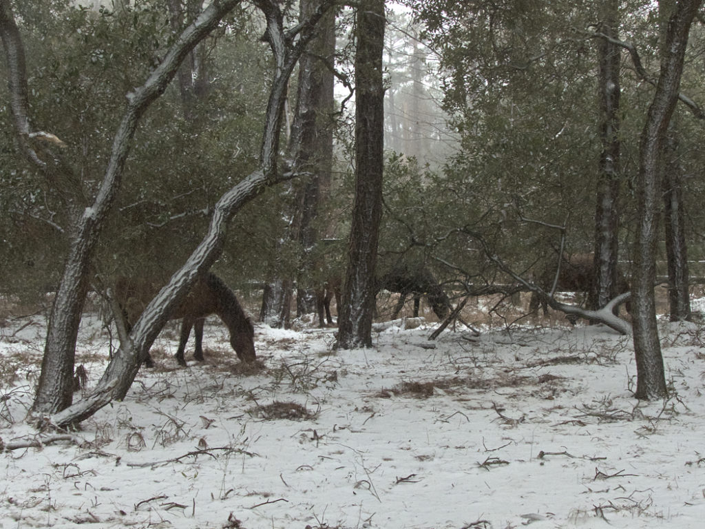 Corolla Wild Mustangs finding shelter and food during a snowstorm.