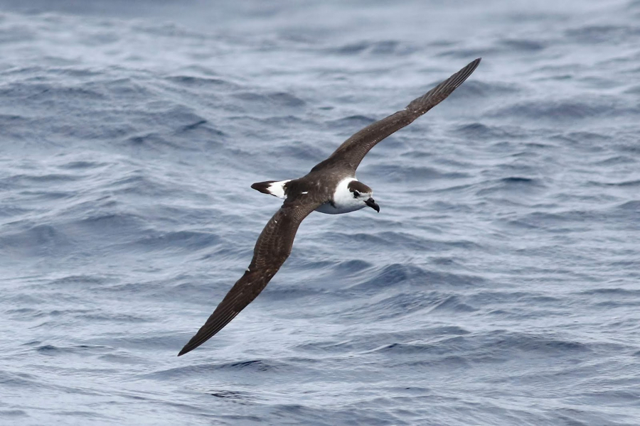 Black-capped petrel photographed from Stormy Petrel captained by Brian Pattison. Photo Peter Flood