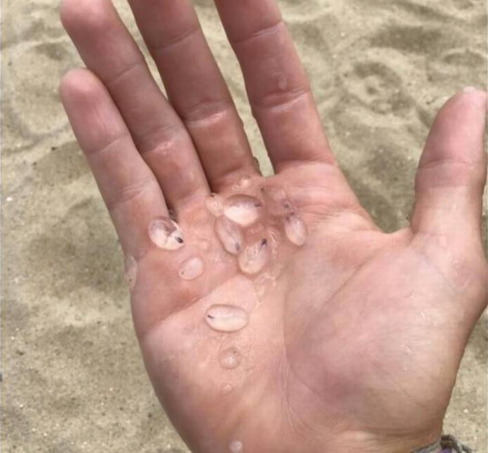 Salps are sea scavengers that float with the wind and currents. They are harmless.