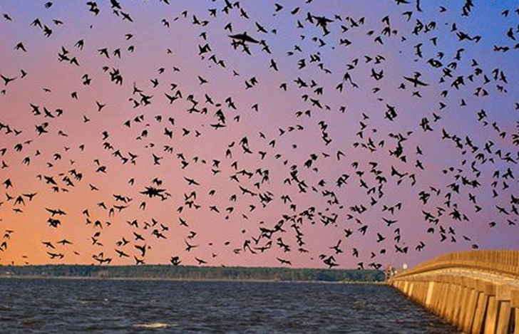 Purple Martins (GAIL HUTCHISON)