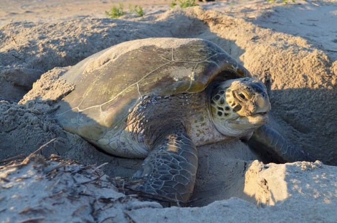 A nesting green sea turtle on Hatteras Island. Photo, NPS.