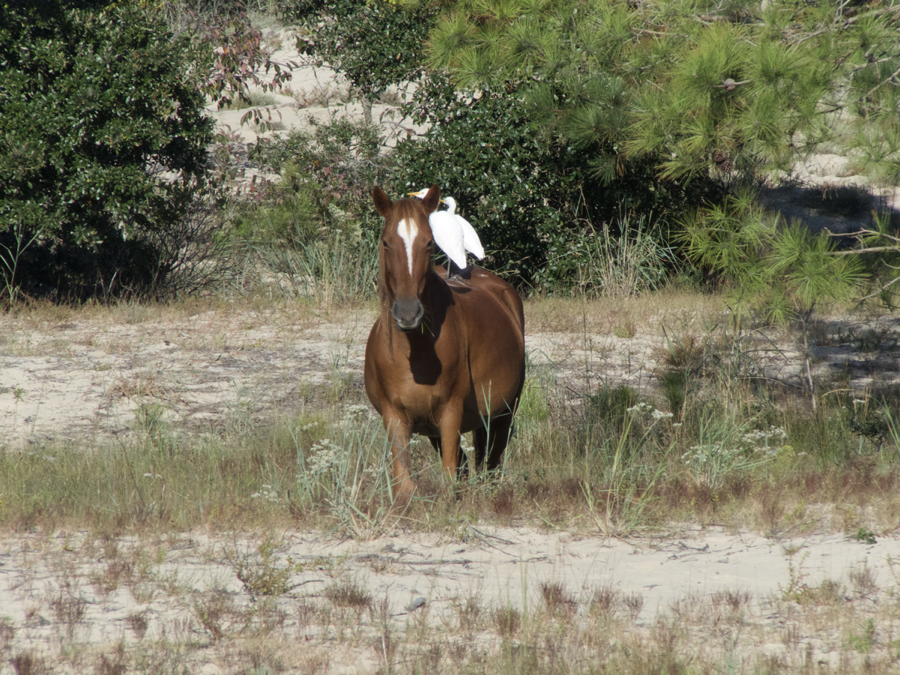 Two cattle egret ride along for the ride. Photo, Kip Tabb