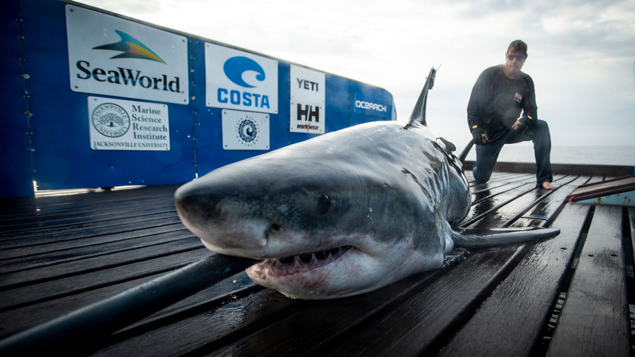 great white sharksthe seasonal visitors return Hidden Outer Banks