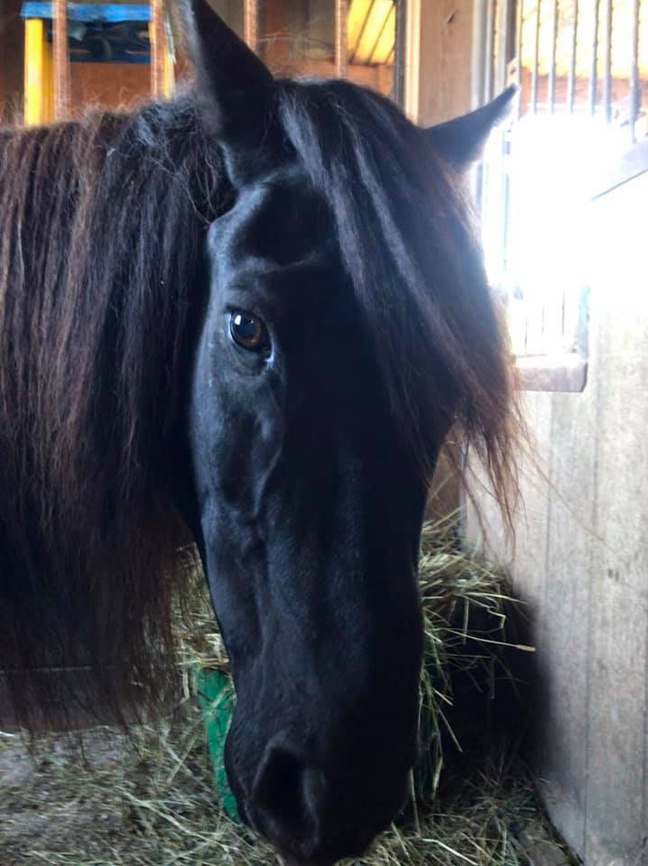 Captain in stall this past summer after being removed from the herd. Photo Corolla Wild Horse Fund.