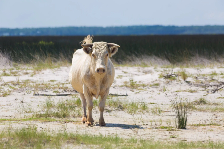 One of the surviving sea cows at Cape Lookout National Seashore. Photo, WRAL TV.