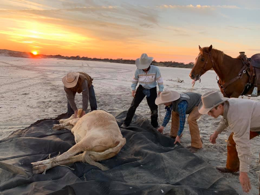 Moving a sea cow back to Cedar Island. Image, Ranch Solutions LLC