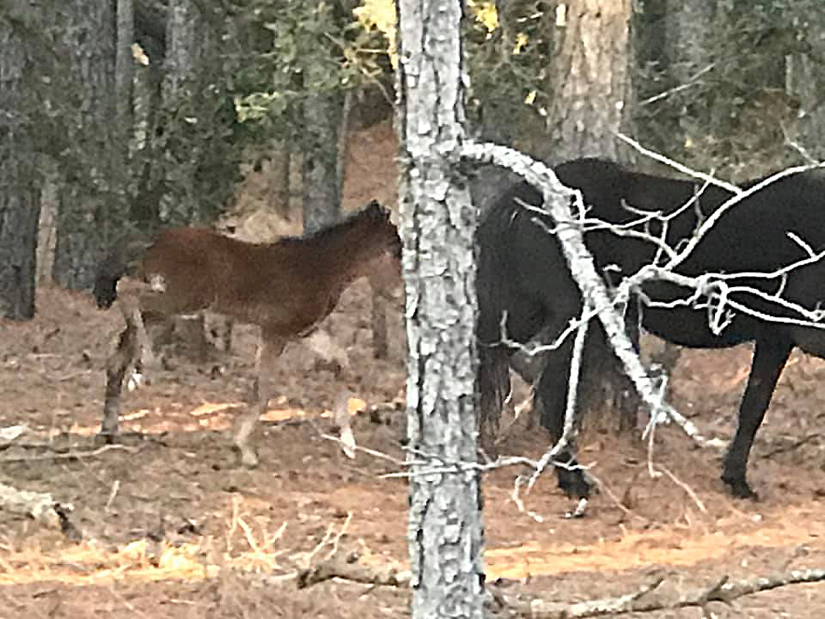 First foal of 2020 spring joins the Corolla Wild Horse herd. Photo Corolla Wild Horse Fund.